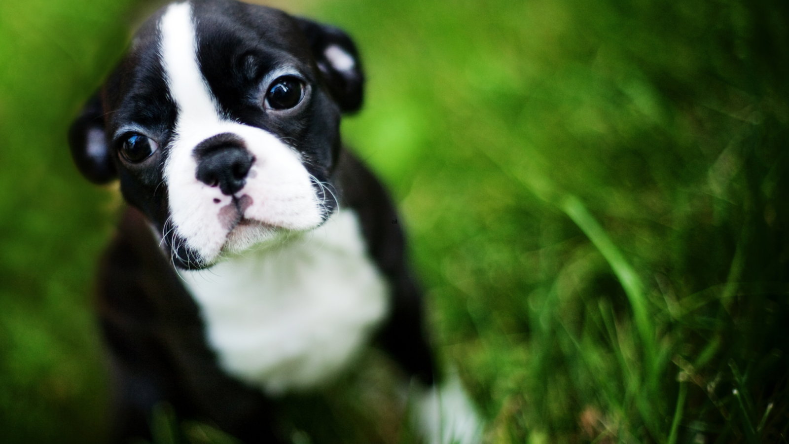 Boston Terrier puppy sitting in grass