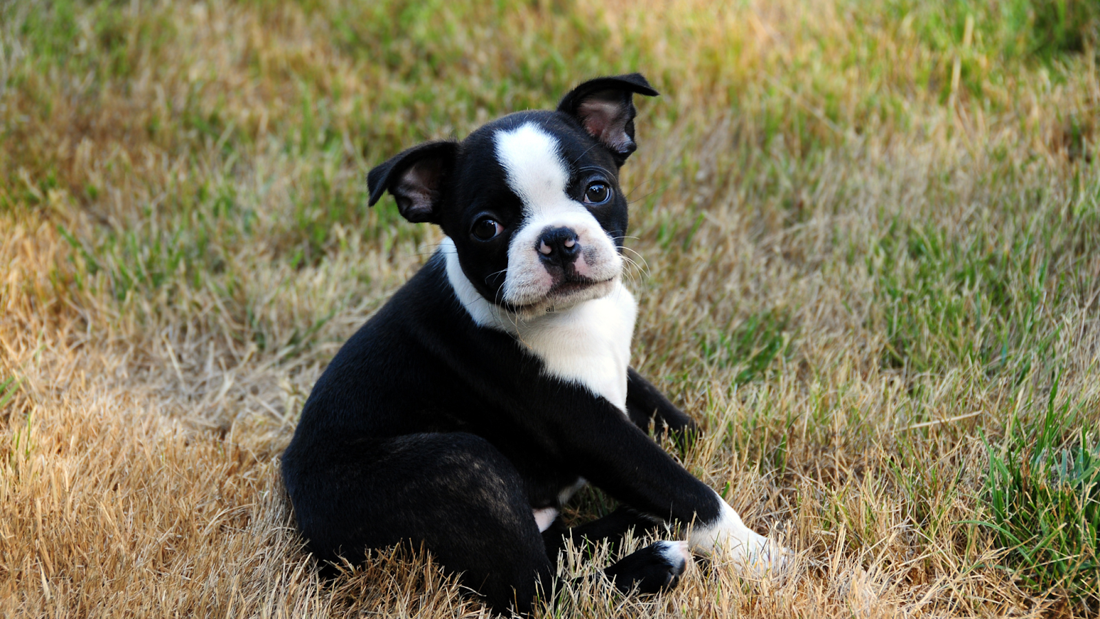 Boston Terrier with ears not standing up yet
