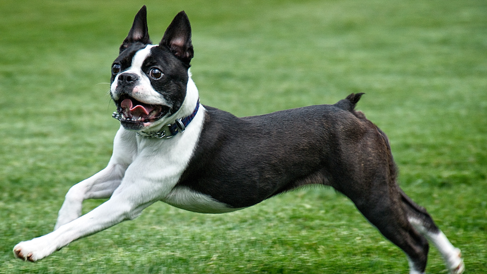 Exercising Boston Terrier dog