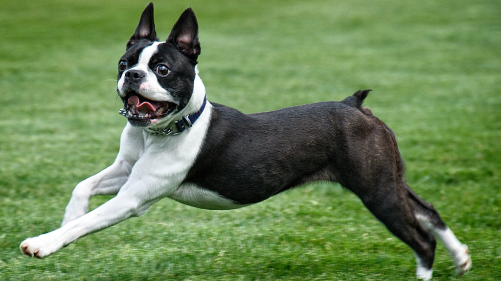 Fit and running Boston Terrier showing exercise as a way to reduce farting
