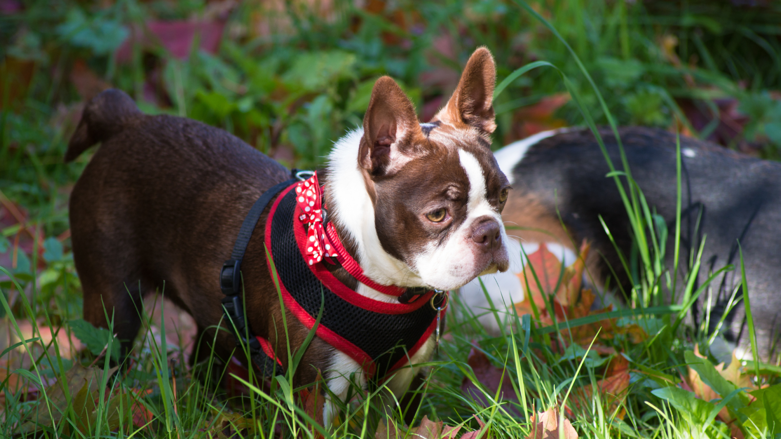 Red and white Boston Terrier in harness