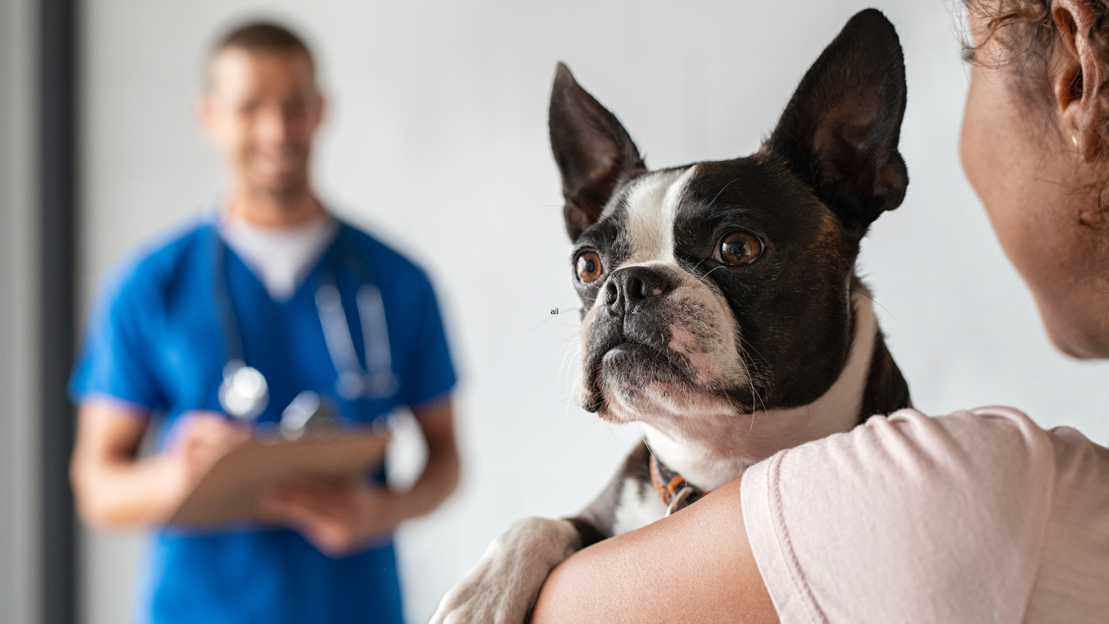 Dog owner taking her Boston Terrier to the vet for health issues