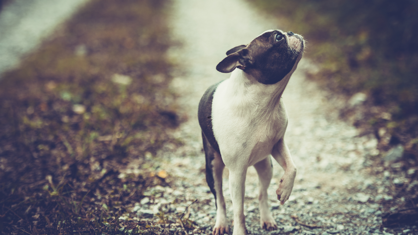 Older Boston Terrier running on path muted tone what is the Boston Terrier Lifespan
