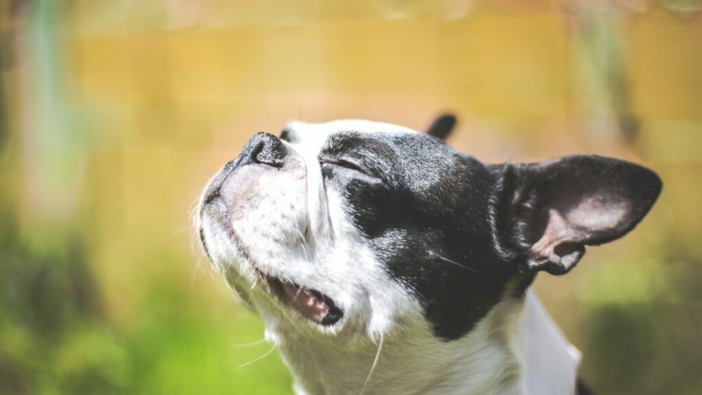 Older Boston Terrier looking up into sun with closed eyes
