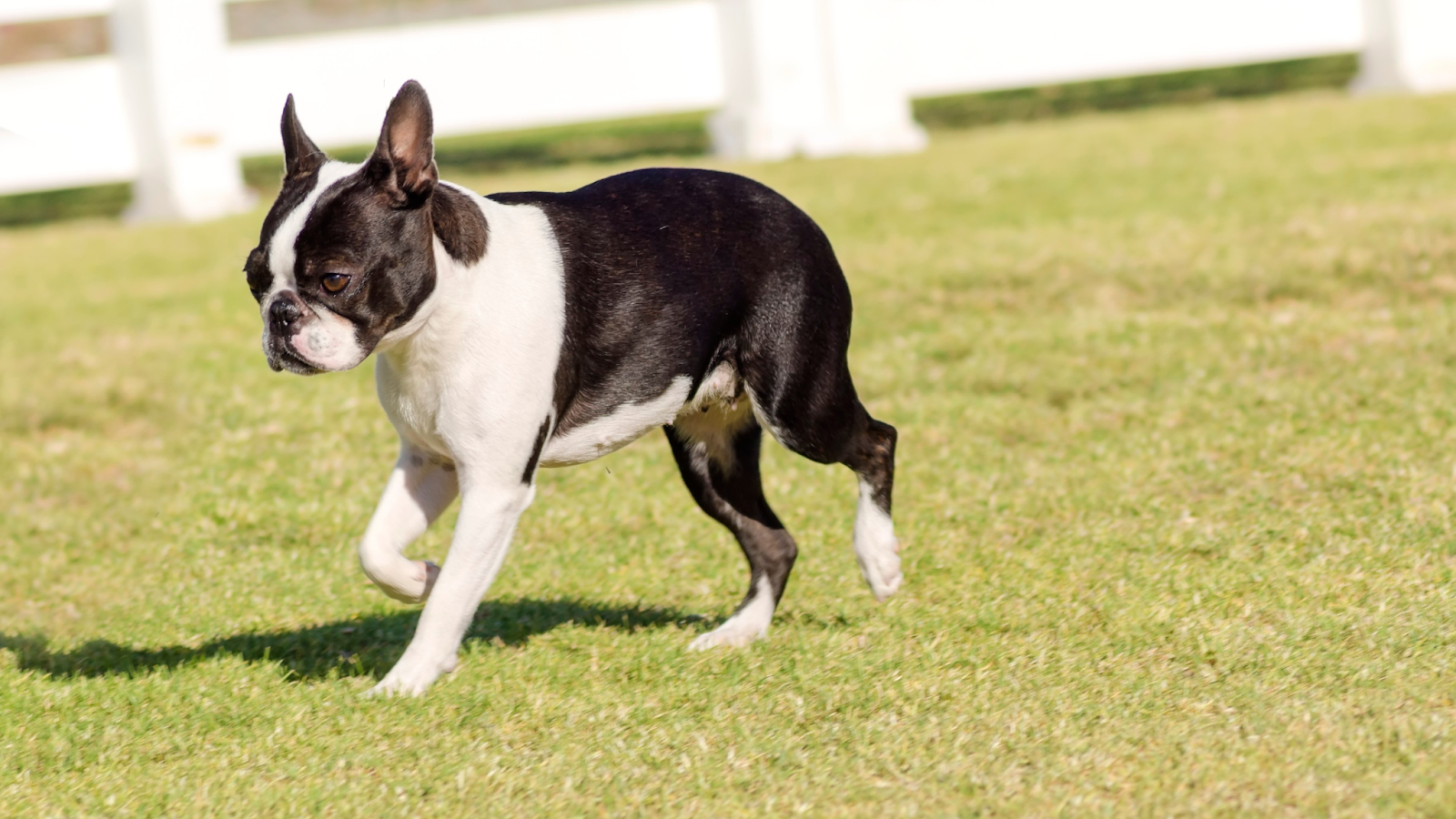 Black and white Boston Terrier and trotting on grass