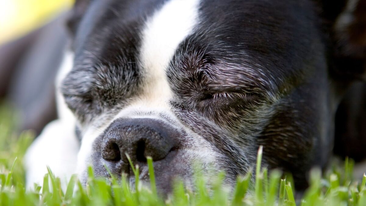 Boston Terrier sleeping in the grass, do Boston Terriers snore