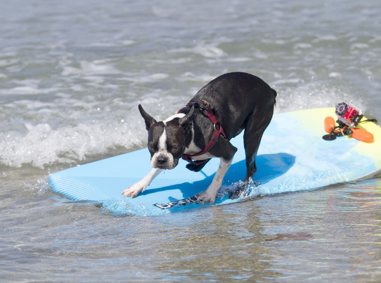 Boston Terrier on surf board swimming