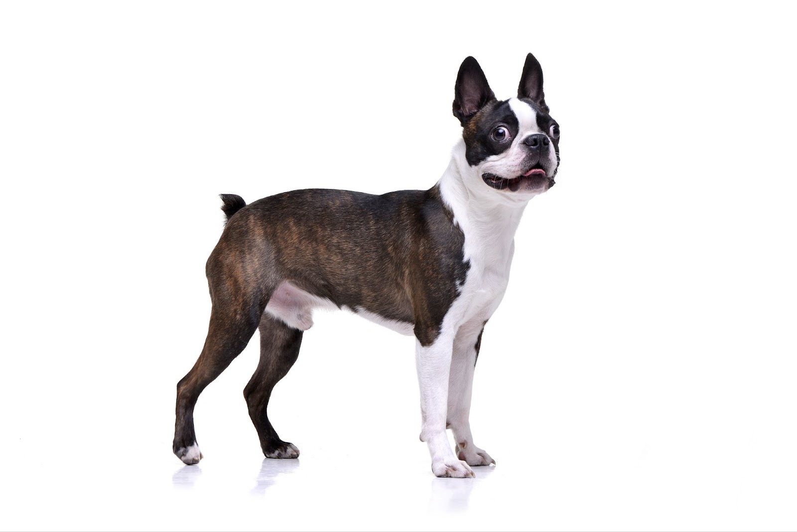 Boston Terrier standing with short bobbed tail