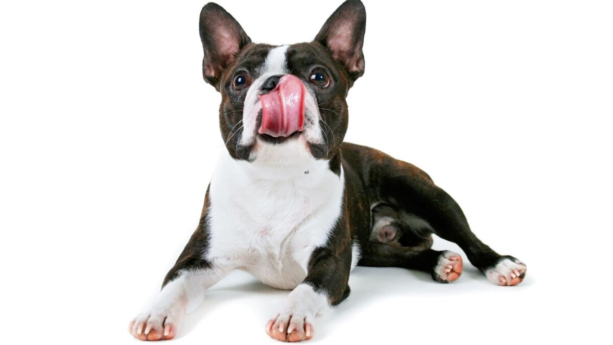 Boston Terrier lying down tongue out white background