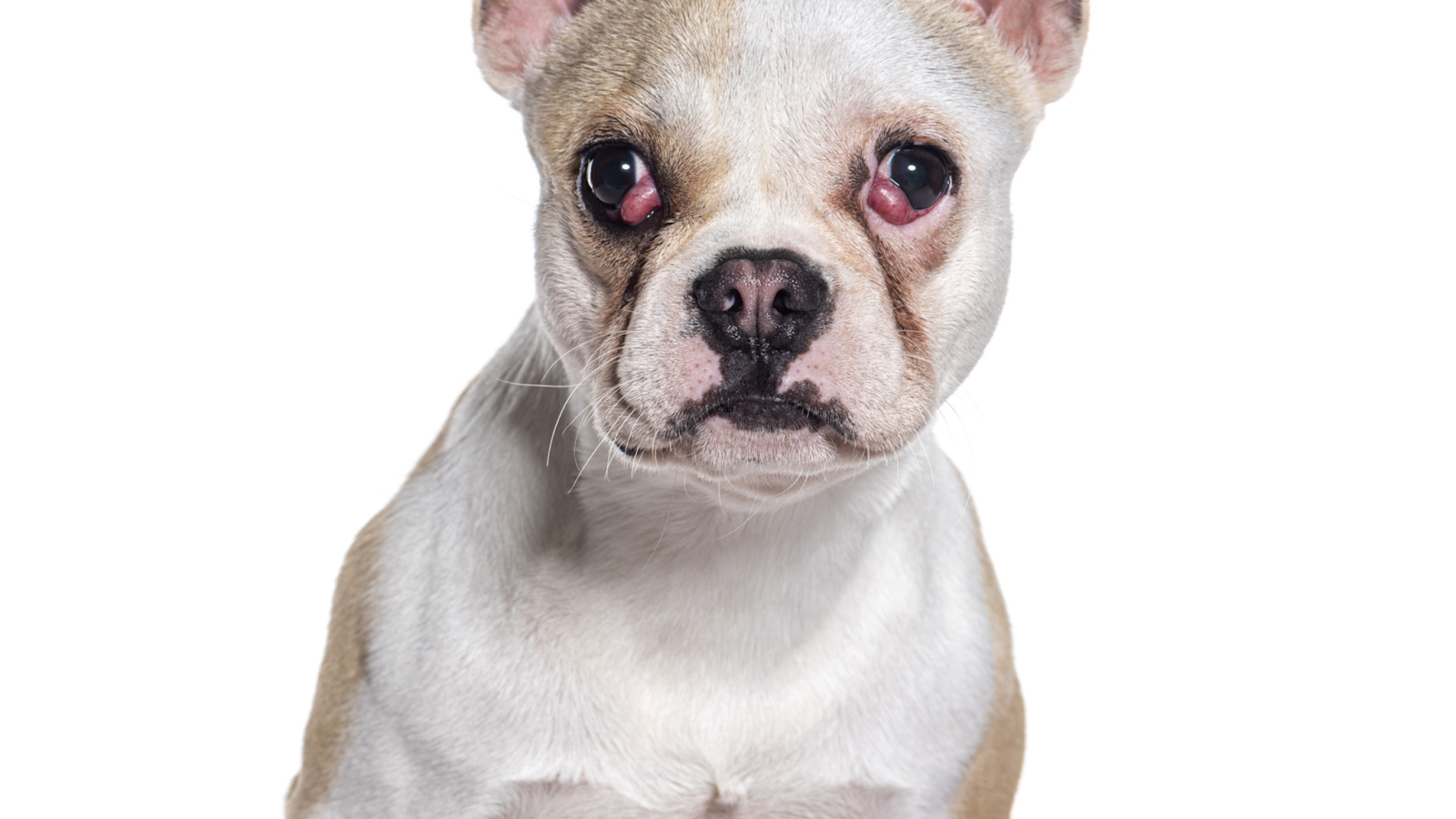 Close up Boston Terrier mix with bilateral cherry eye