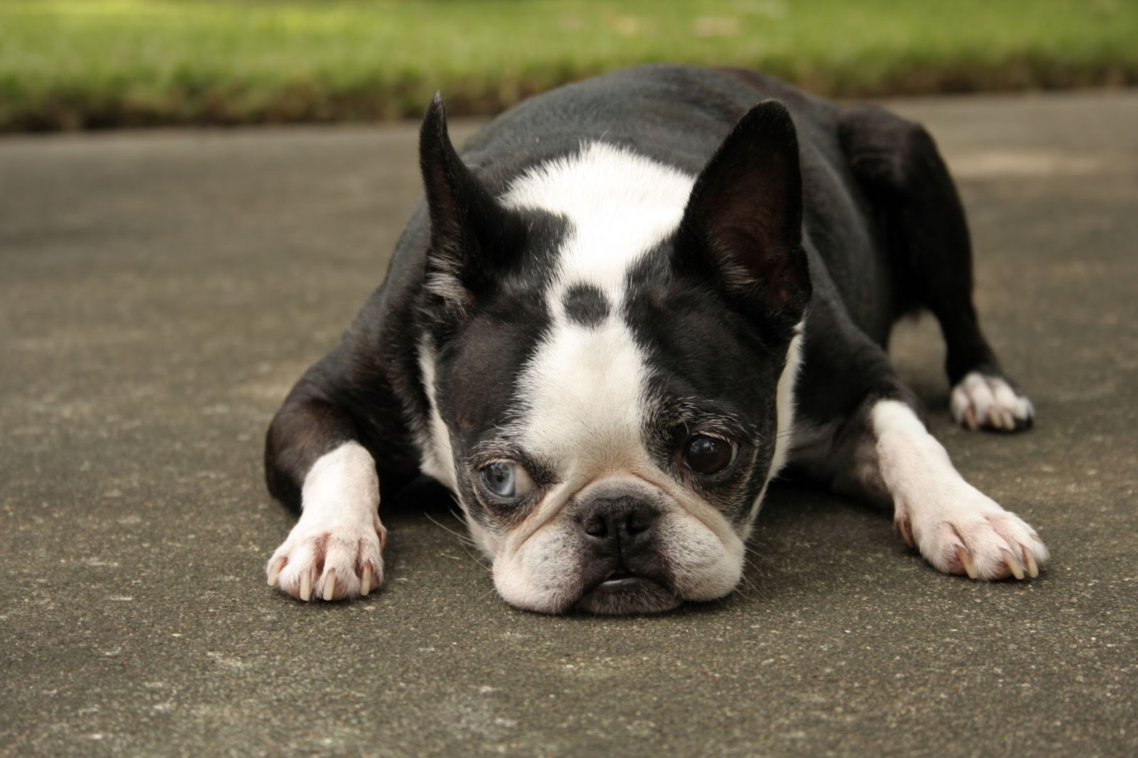 Boston Terrier lying down with Haggerty spot visible on head