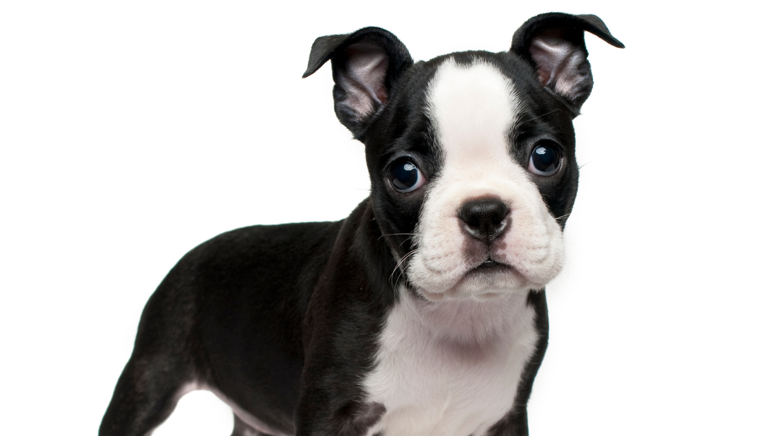 Boston Terrier Puppies with half erect ears folded at top point white background