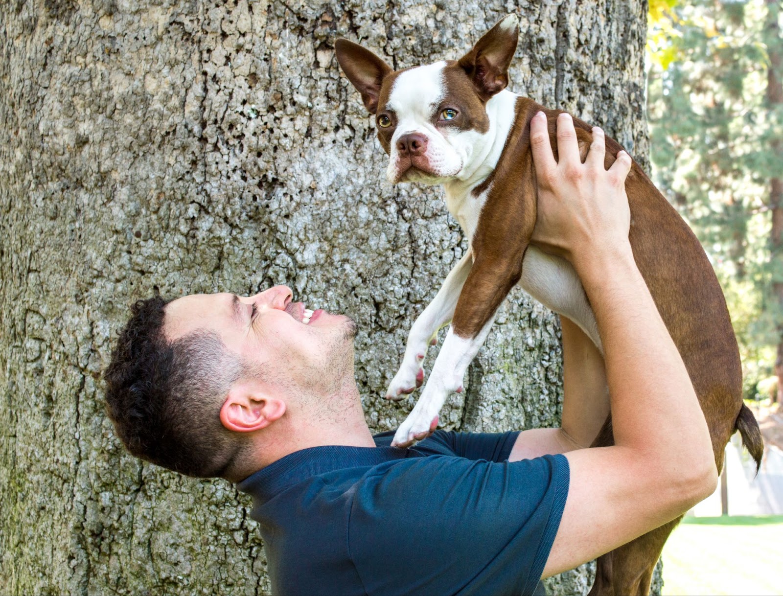 Man holds a red Boston Terrier with straight short tail