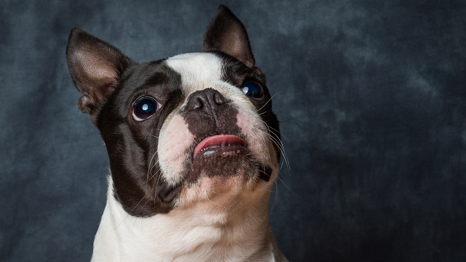 portrait of Boston Terrier dog close up dark background