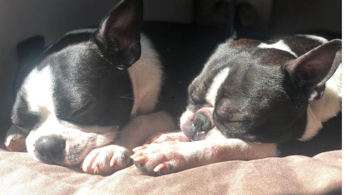 Two Boston Terriers sleeping