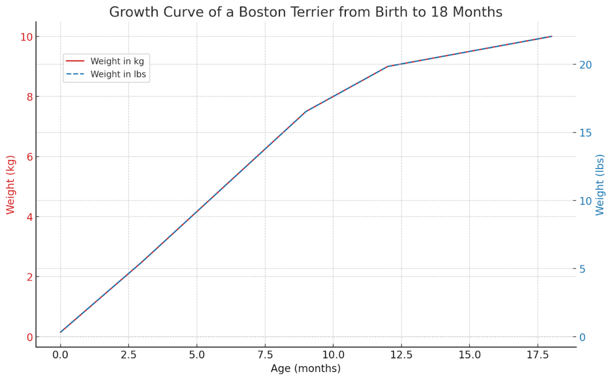 How Big Does a Boston Terrier Get: Growth and Size Guide - Boston ...