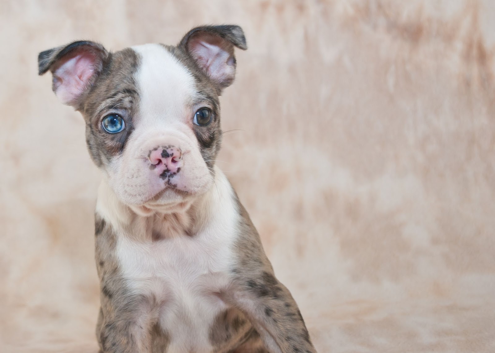 Merle Boston Terrier Puppy with one blue eye