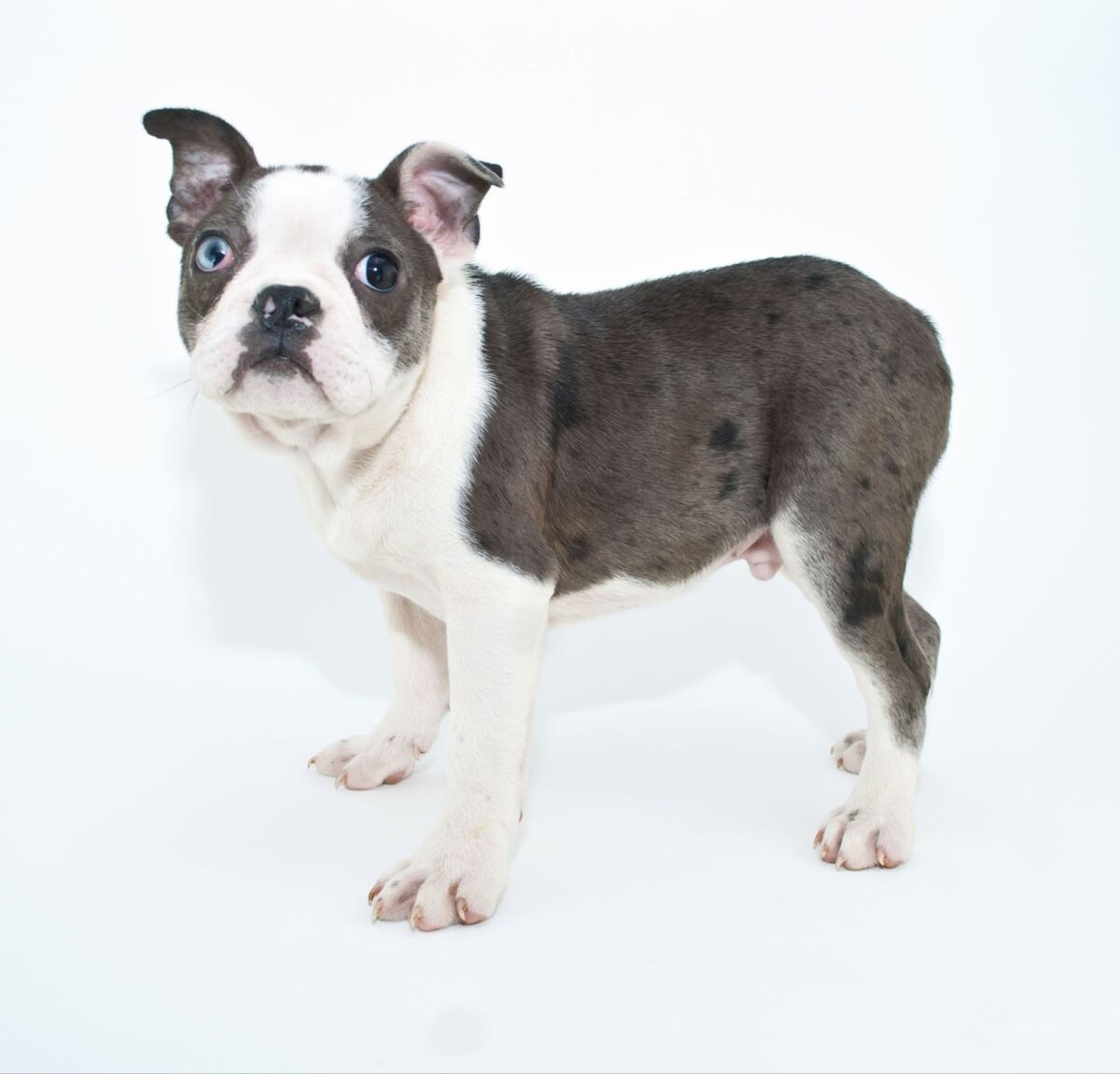 Merle blue eyed Boston Terrier puppy