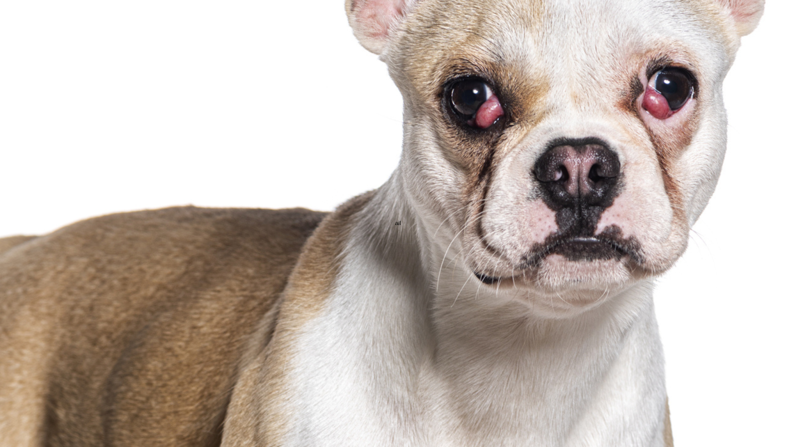close up view of a Boston Terrier mix dog showing clear signs of cherry eye