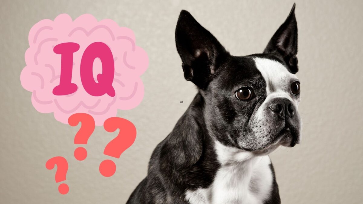 Boston Terrier portrait with IQ popup and question mark