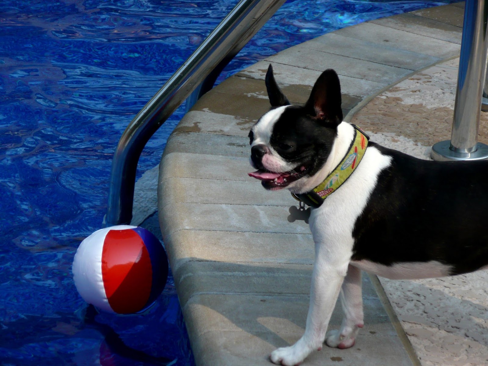 Boston Terrier Standing next to pool can they swim