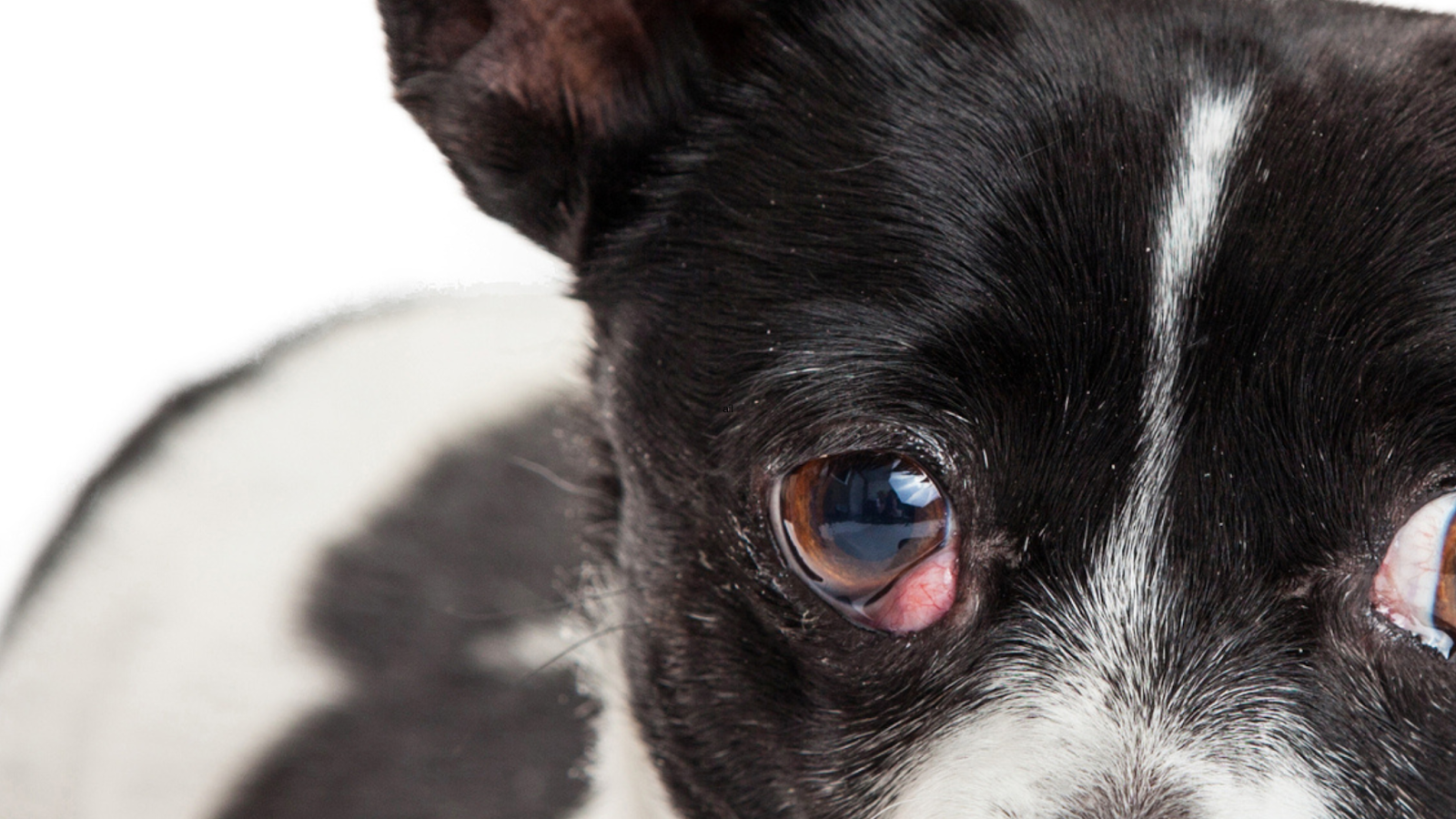 Close up Boston Terrier with Cherry eye