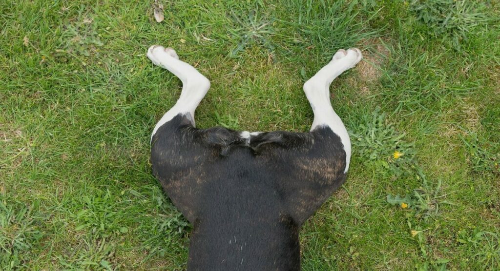 short crooked tail on Boston Terrier kink dog lying frog legged