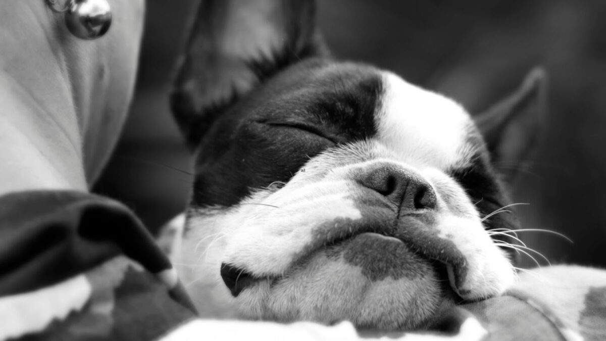 close up of sleeping snoring Boston Terrier