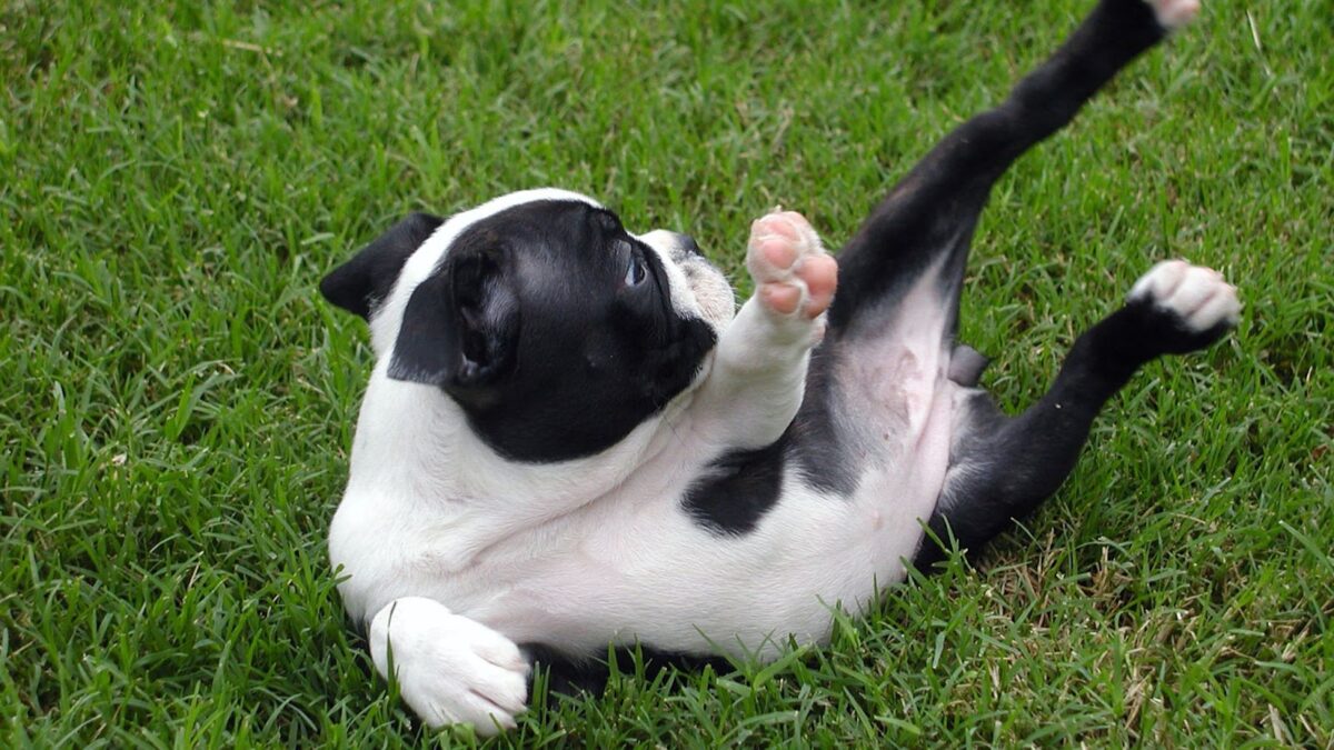 Boston Terrier puppy rolling in grass may get stinky