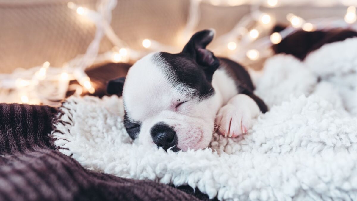 adorable Boston Terrier puppy sleeping and snoring