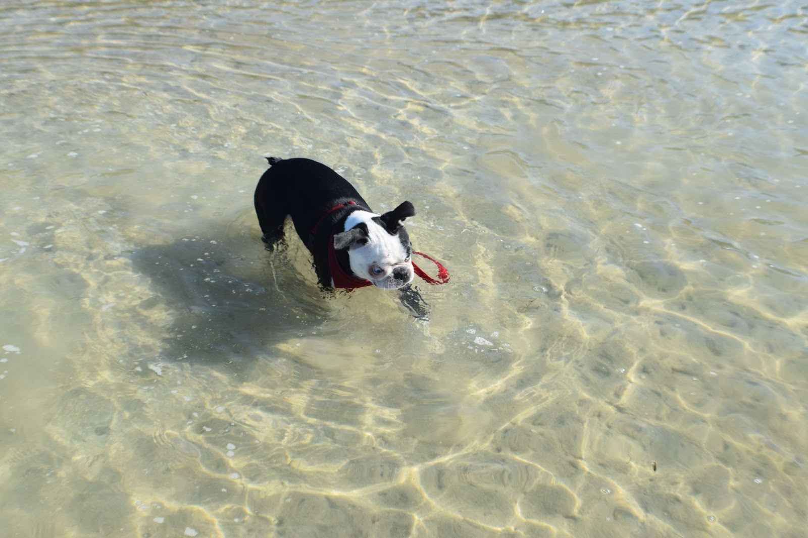 Dog beach at Honeymoon Island, Dunedin Florida