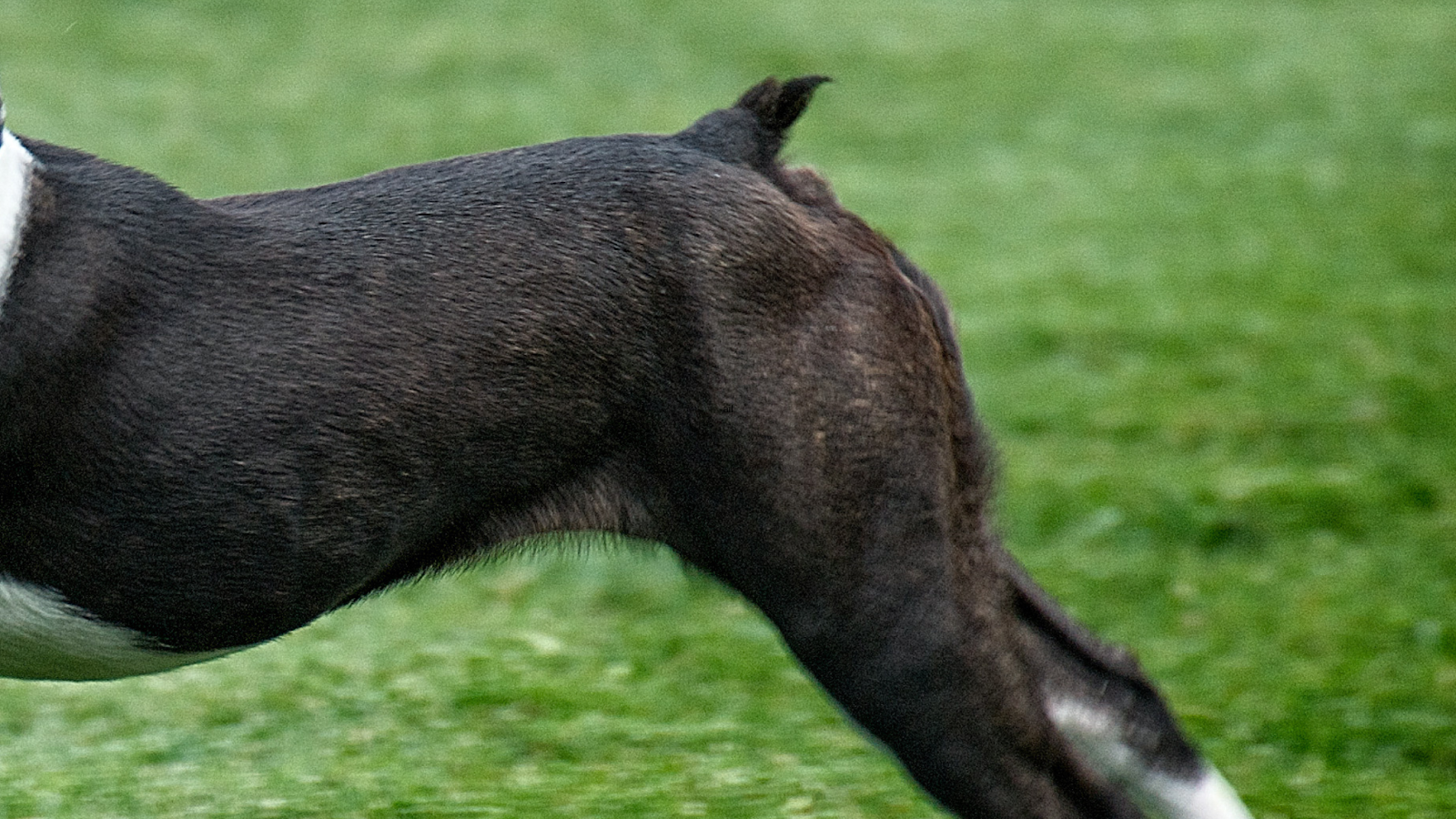 bobbed tail on a Boston Terrier