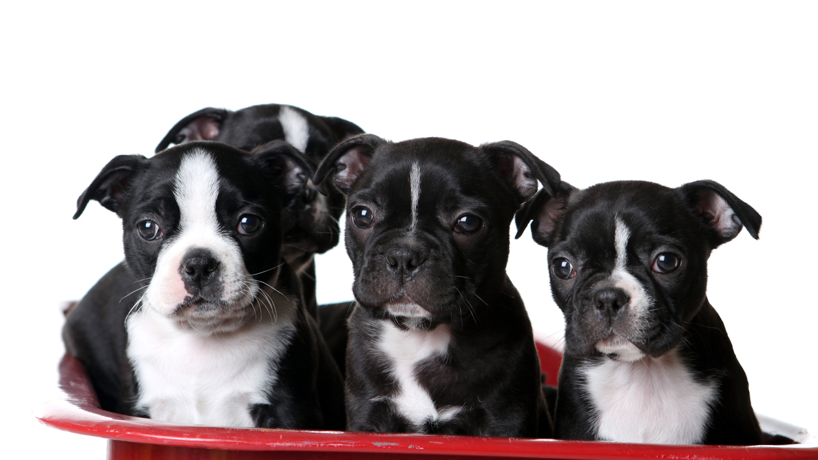 Four Boston Terrier Puppies with ears still developing