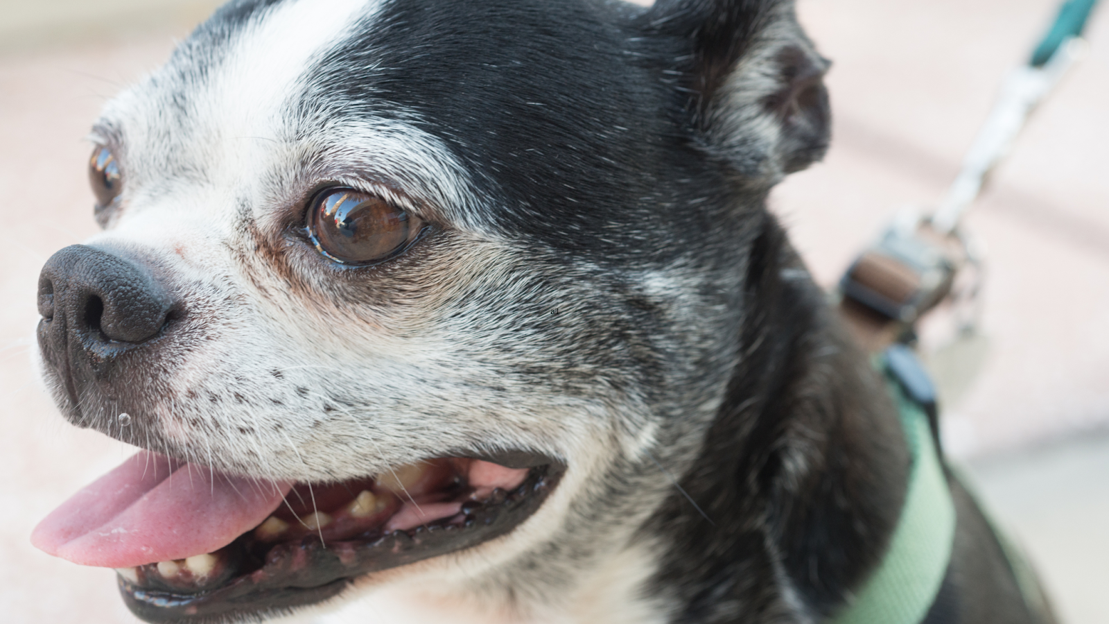 Older Boston Terrier graying face