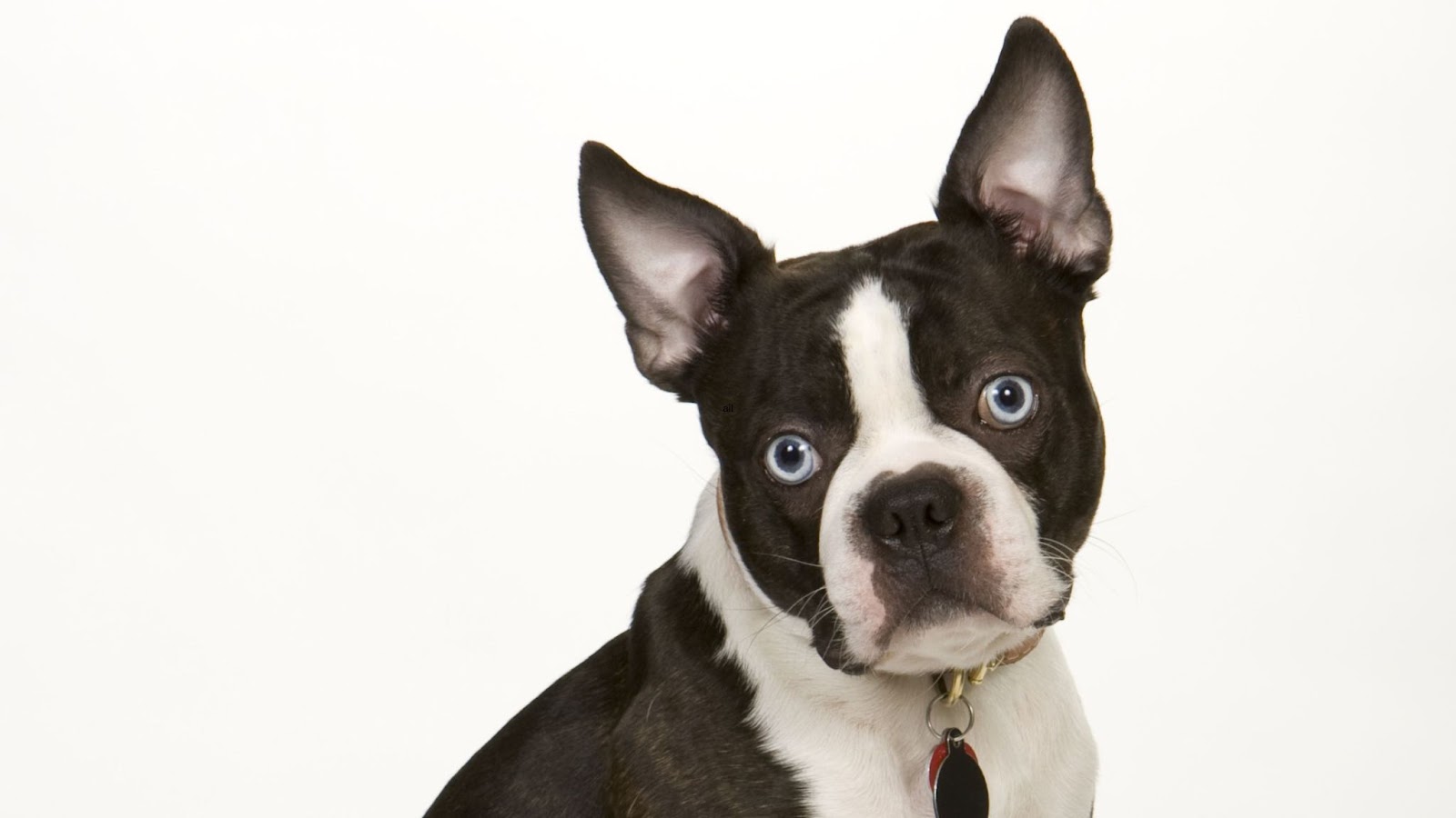 Boston Terrier Close up two blue eyes