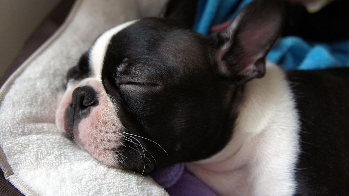 snoring Boston Terrier sleeping