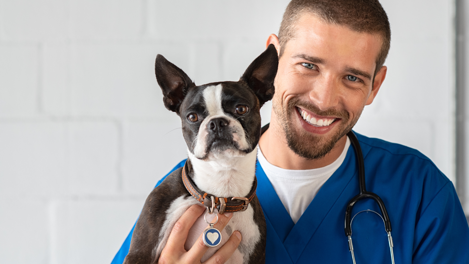 Veterinarian holding a Boston Terrier