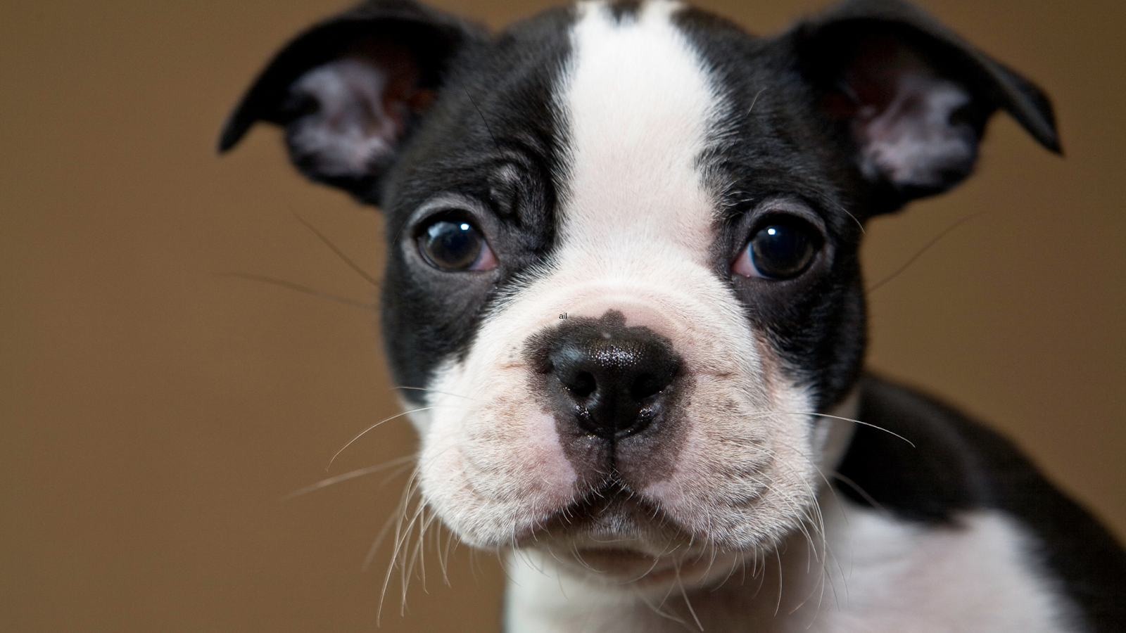 Boston Terrier with ears not yet standing erect close up
