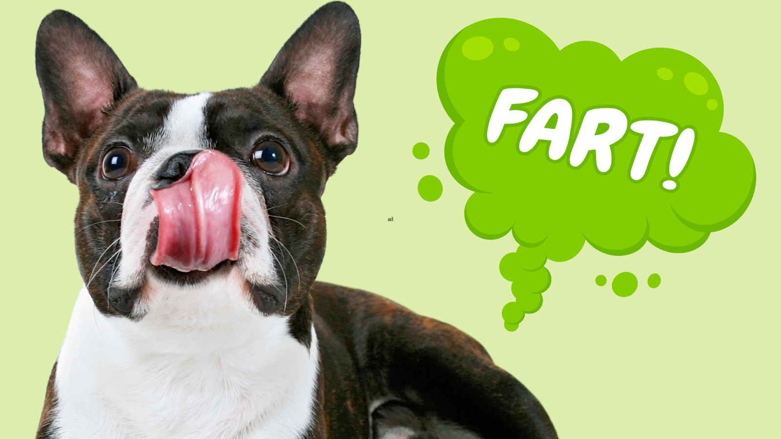 Boston Terrier Green Farting animation